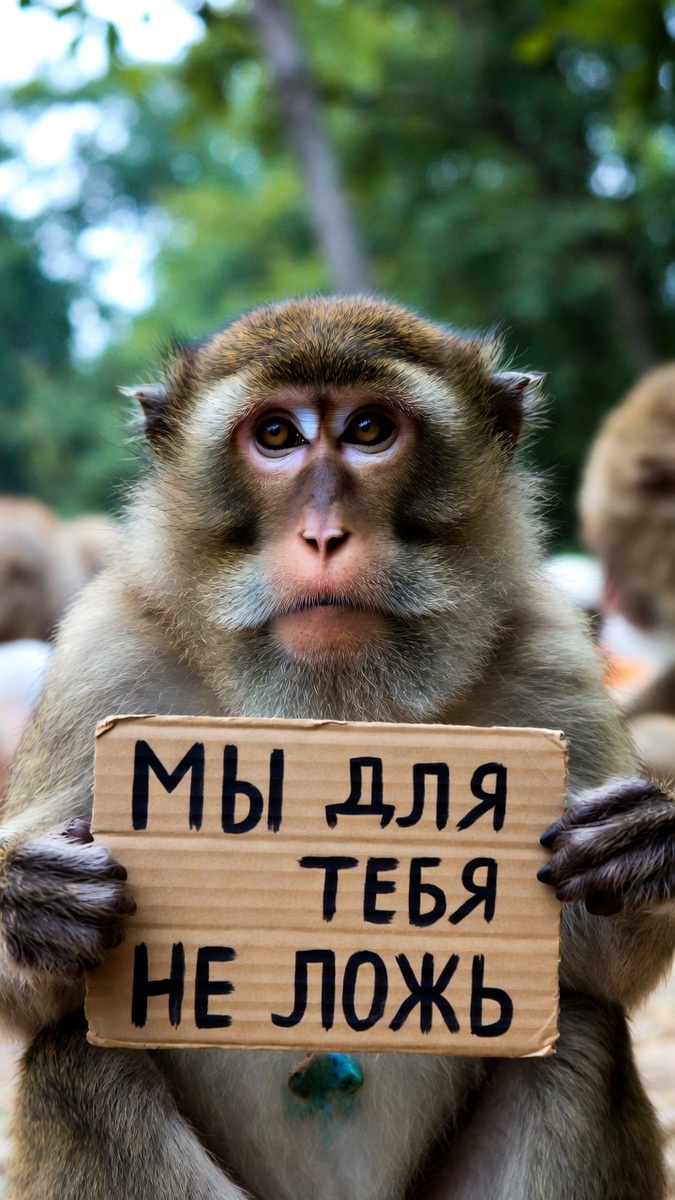 Та самая обезьяна с камерой.