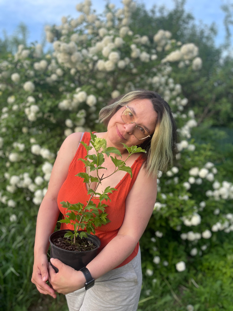 Калина Бульденеж, моё черенкование.