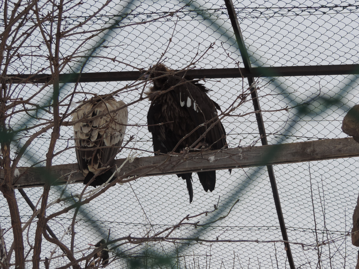 Белоголовый сип и чёрный гриф