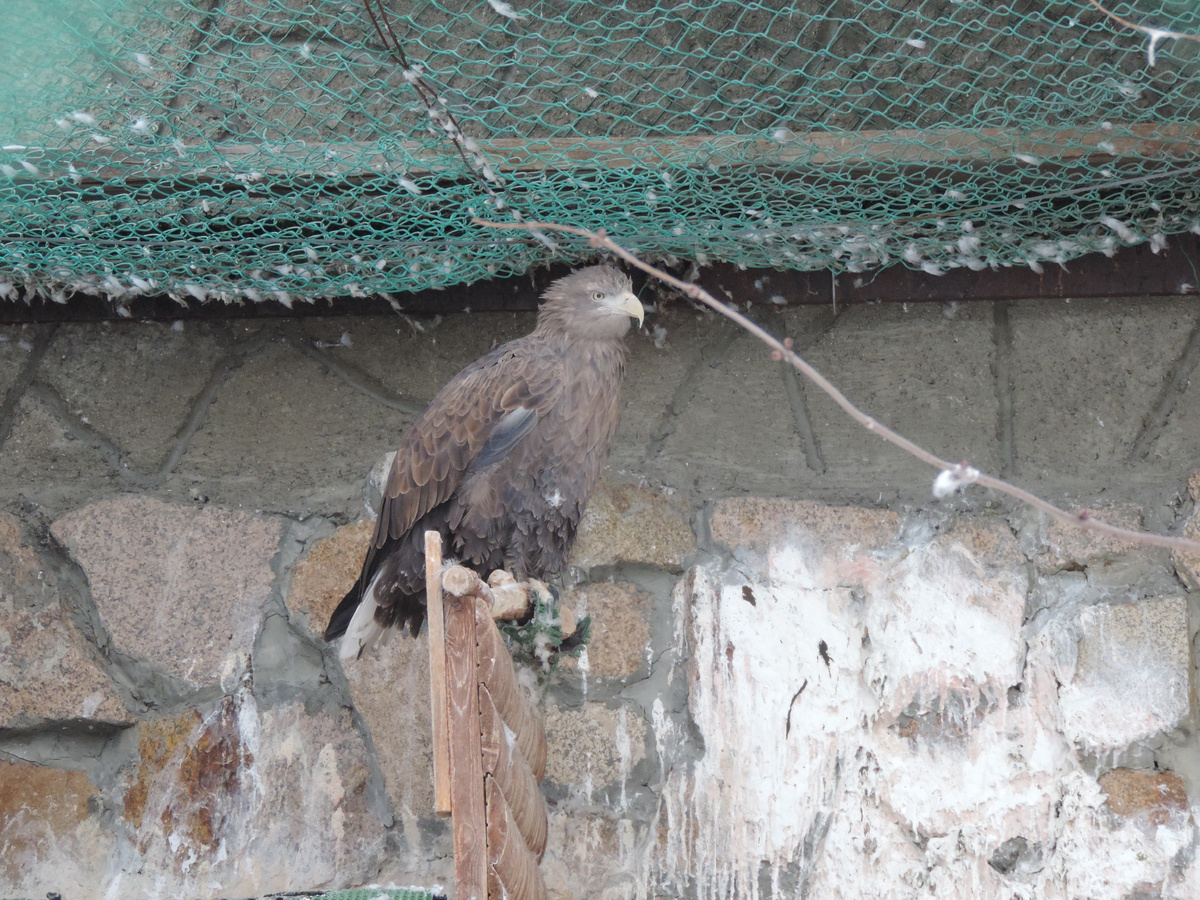 Орлан-белохвост