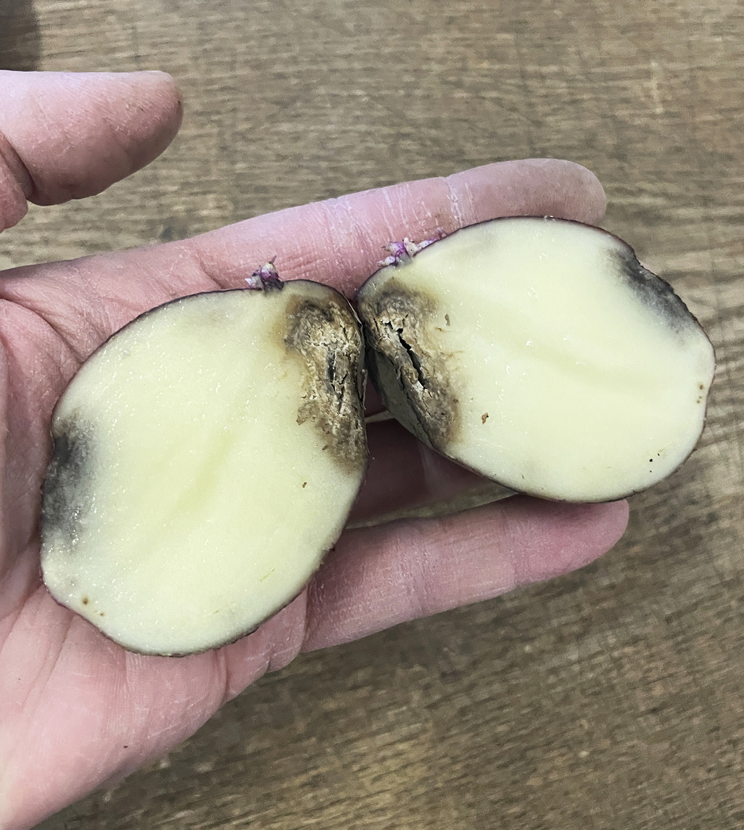 Фитофтороз картофеля