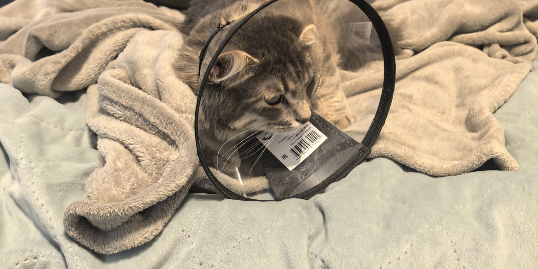 10 февраля. Кастрировали Диаса. Отходит от наркоза. Воротник