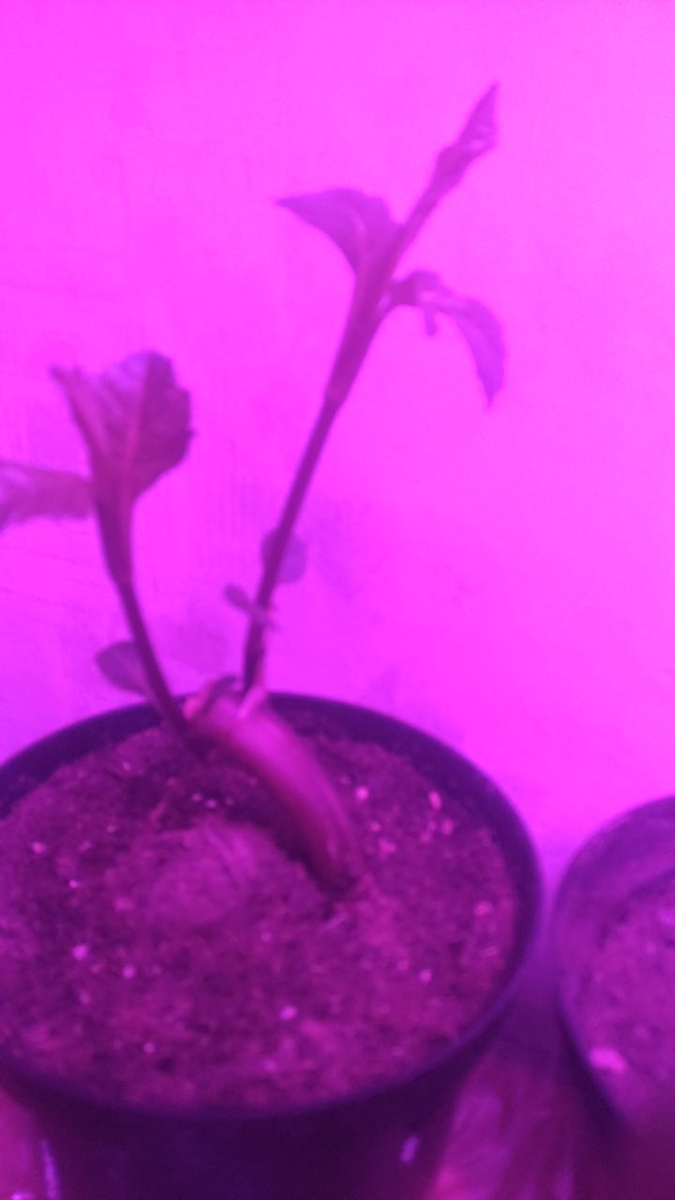 Слишком длинные ростки нужно обрезать. Личное фото.