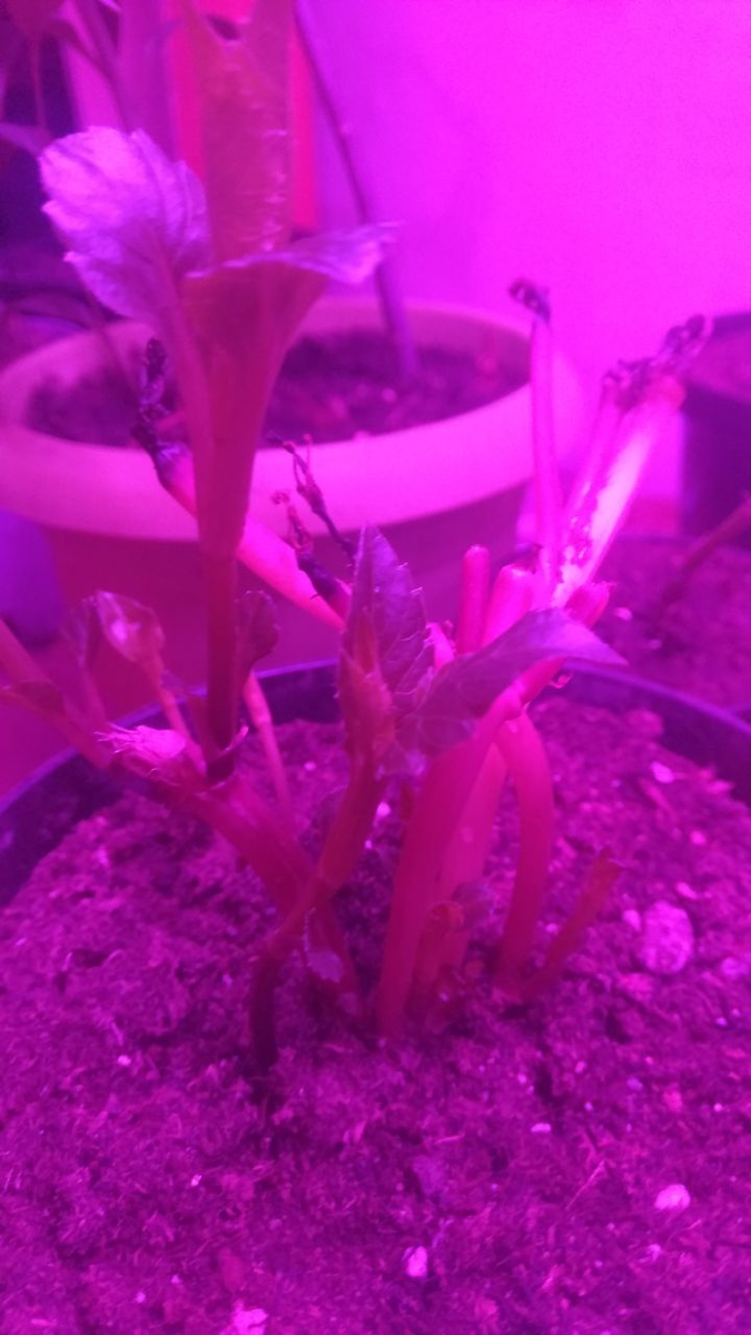 Побеги уже сопрели, но под лампой появляются новые. Личное фото.