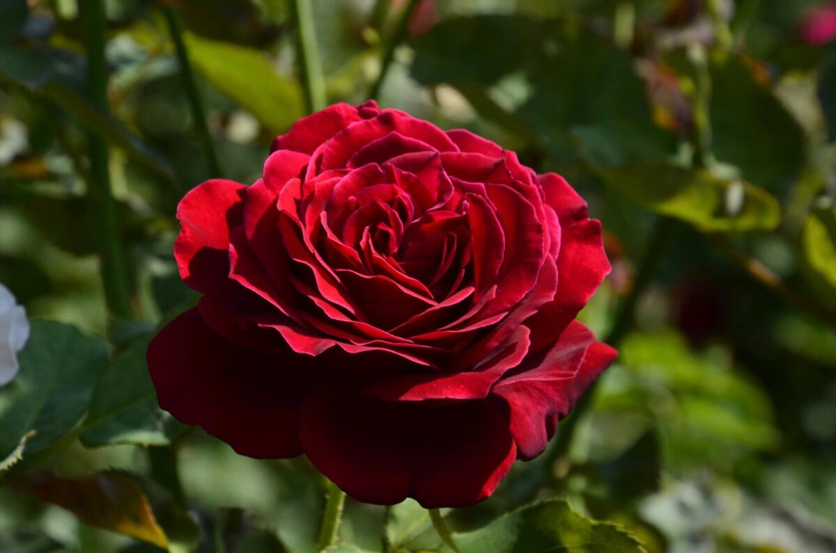 Роза Норита.