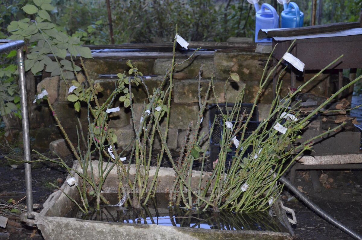 Саженцы из питомнике «Древо жизни» 2018 год.