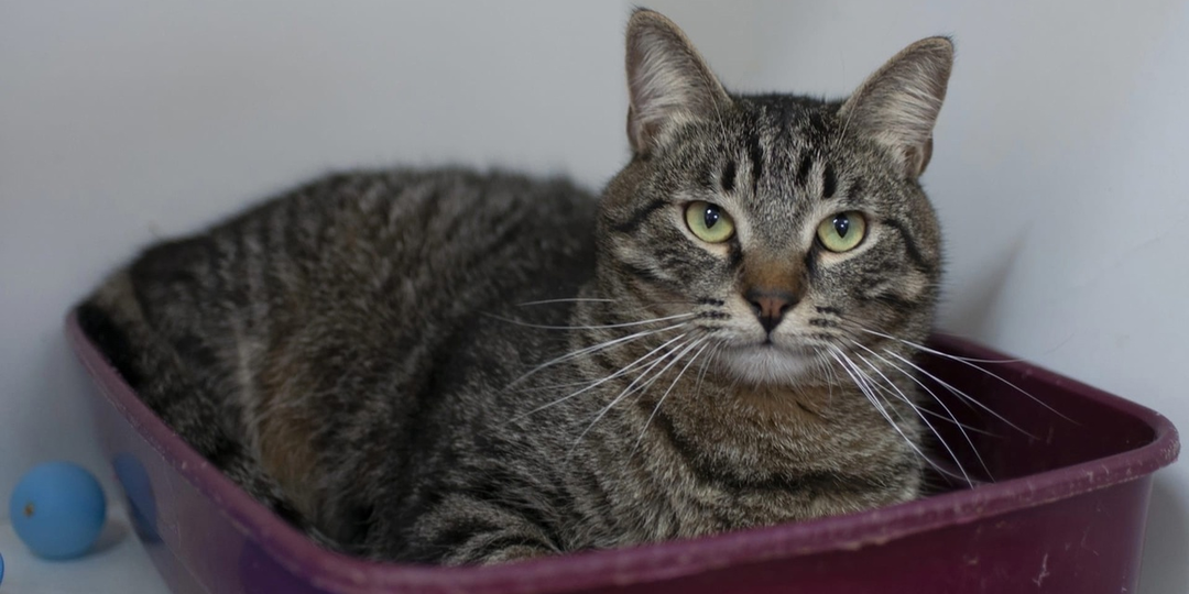 Толстенький домашний тигр ищет любимую и самую лучшую семью 🐯💖👨‍👩‍👧