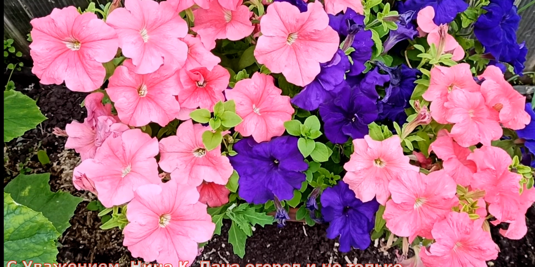 Сажаю петунию на рассаду — простой и надёжный способ, который работает