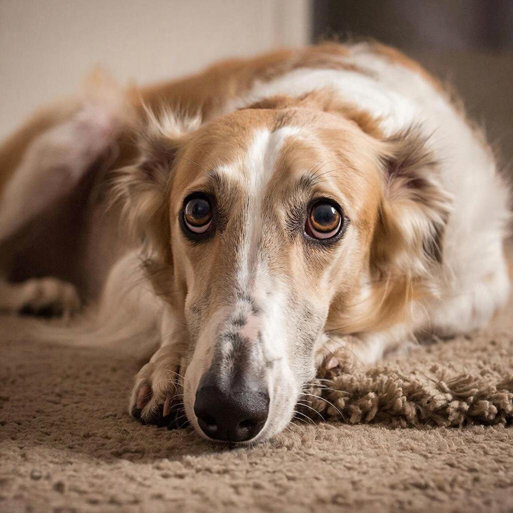 - Мне грустно, потому что мне больно!