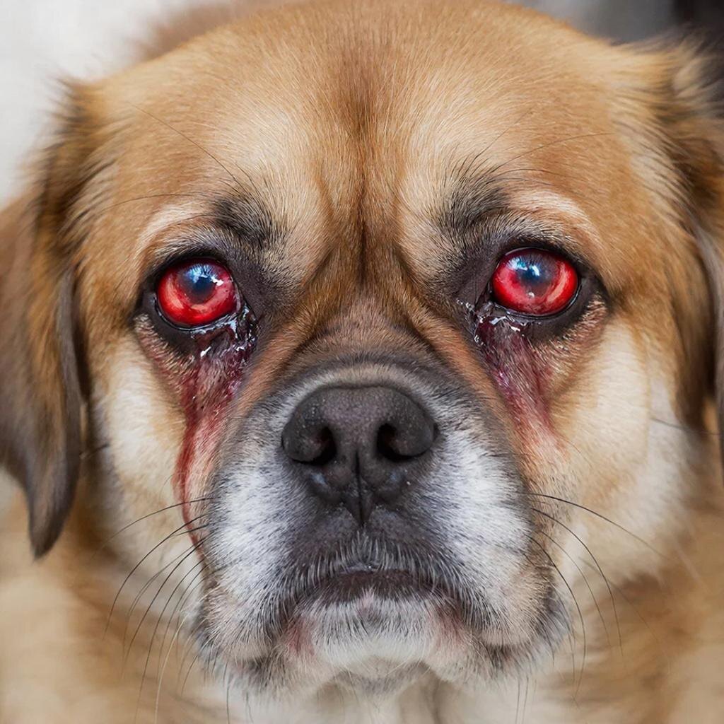 Признак аллергии: покраснение глаз и слезоточивость