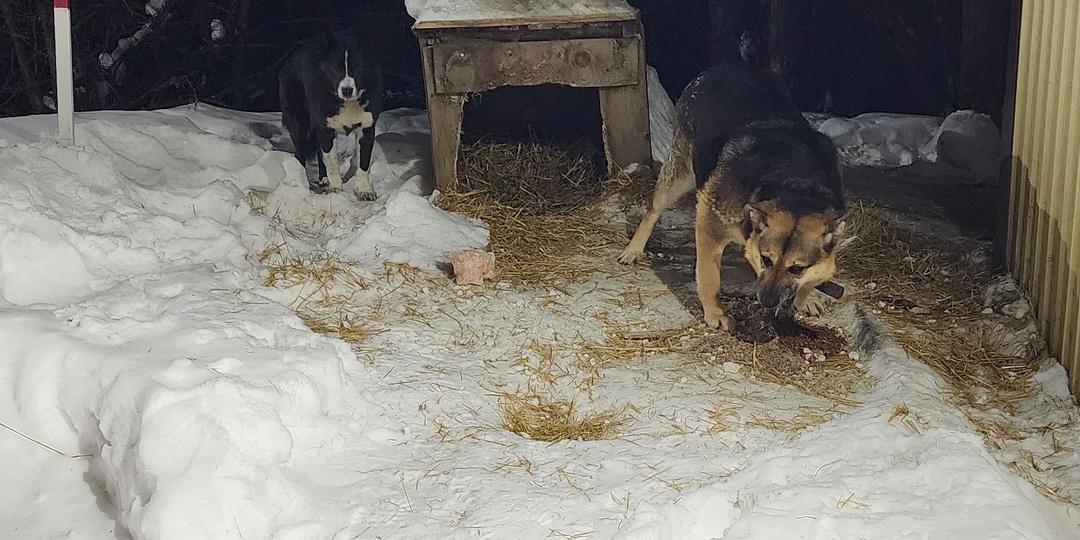 Джекки и Шурочка: две собаки, живущие на краю оврага, а "хозяева" кафе не дают им даже воды.