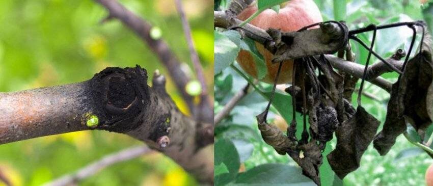 Черный рак плодовых культур