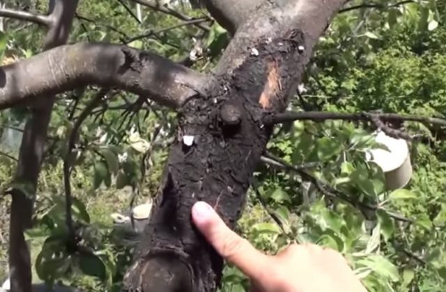 Черный рак плодовых культур