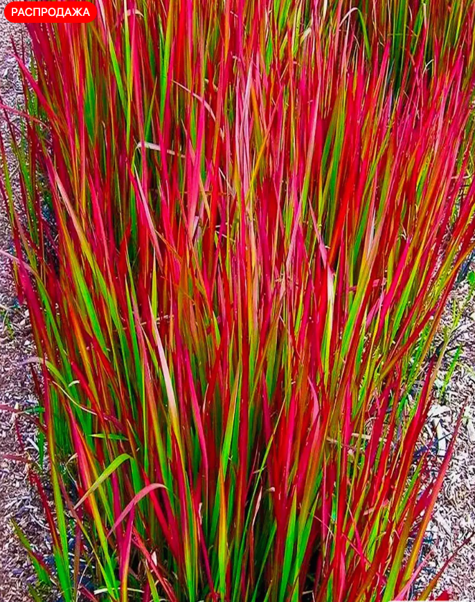 Императа цилиндрическая Red Baron. Скриншот каталога интернет магазина