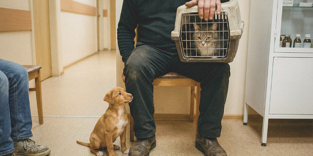 Мужчина привёз кота к ветеринару, а домой повёз щенка