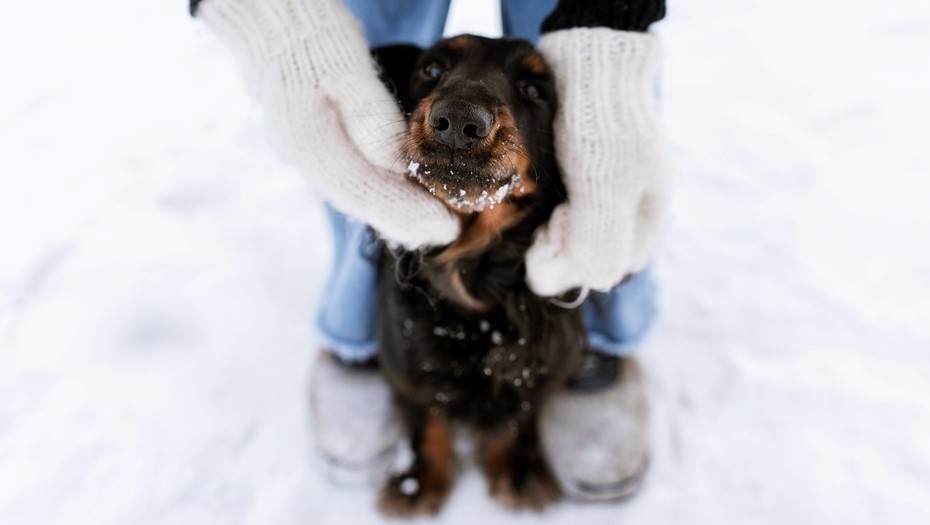    Автор фото: EkaterinaSid/Shutterstock/FOTODOM