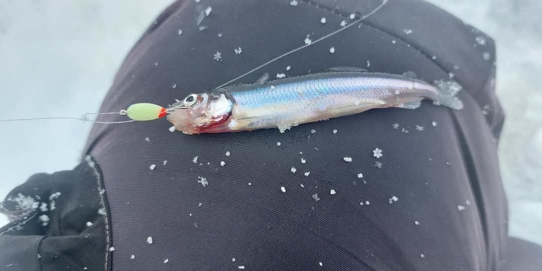 Дальний Северный берег Финского залива. Стойкий аромат нано - корюшки. 10.02.2026г.