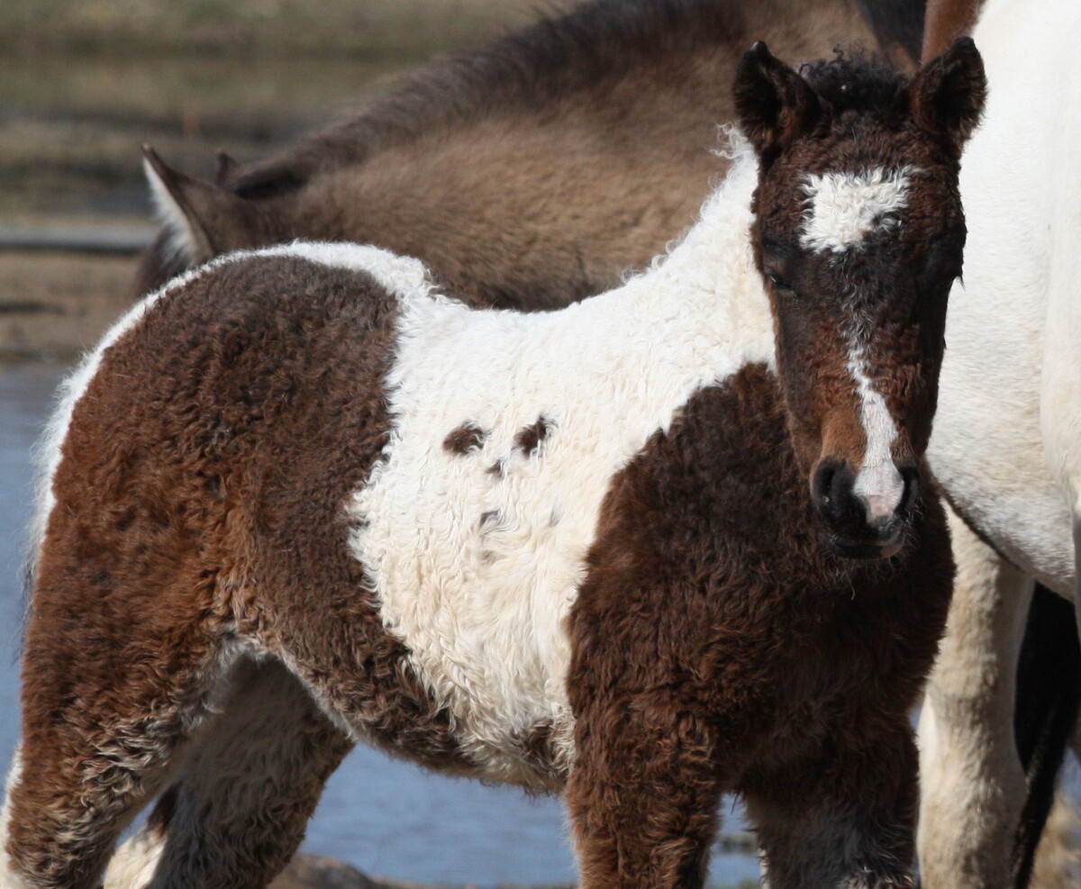Забайкальская кучерявая лошадь. \ Фото: i.pinimg.com.