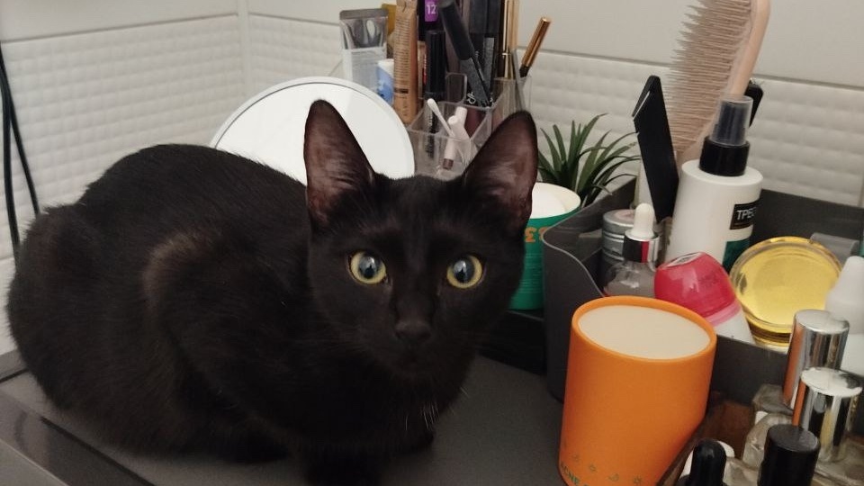 🐾Ещё одно чудо - Лила тоже ДОМА!👑🏡