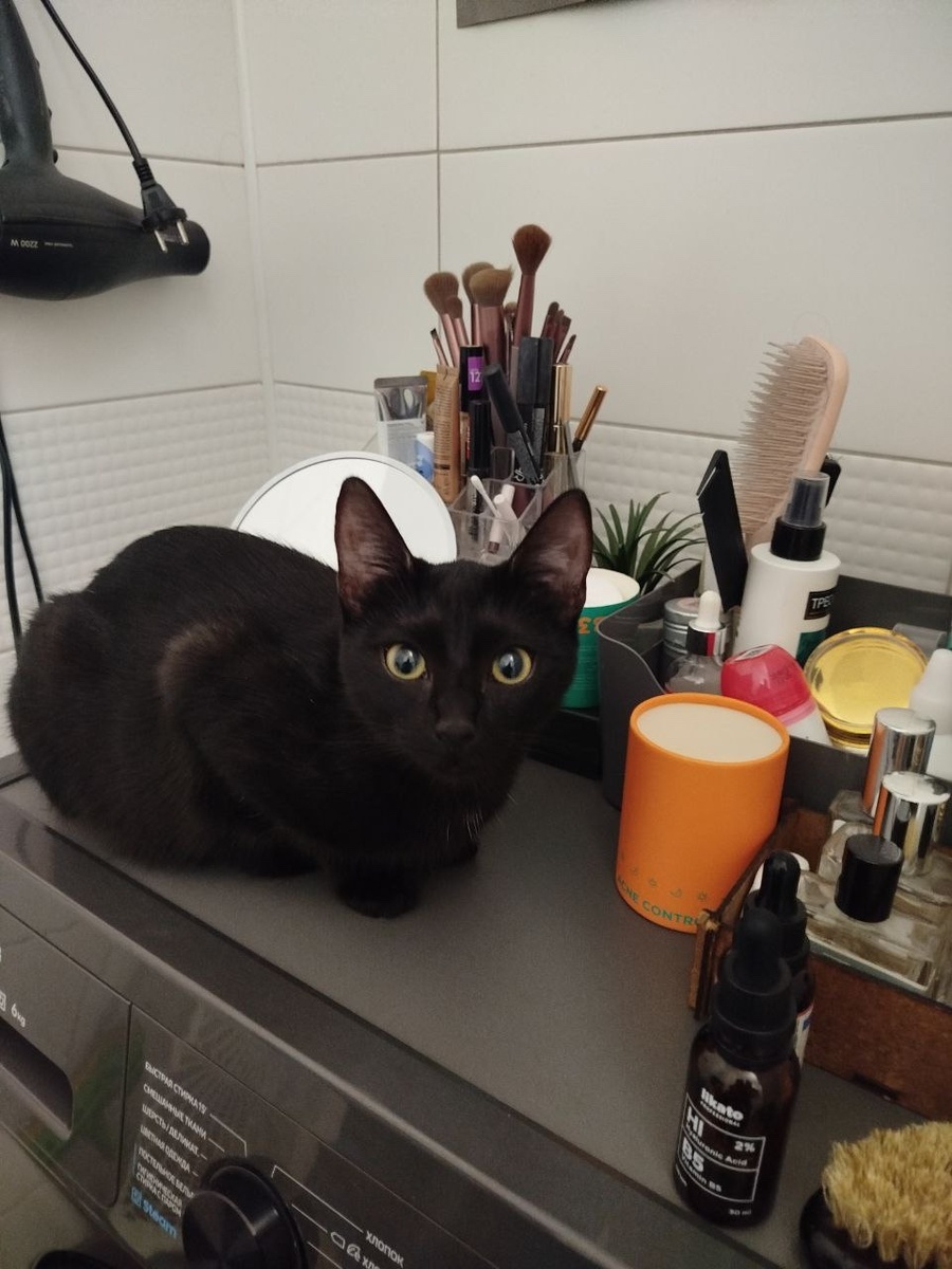 Я Лила и я уже дома!🏡 Благодаря всем вам, дорогие друзья! 💖😸