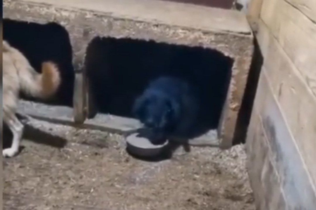 Так Руффи жила 3 года в "Душе бродяги"