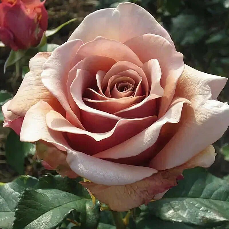 Фото с сайта Мишкины розы.