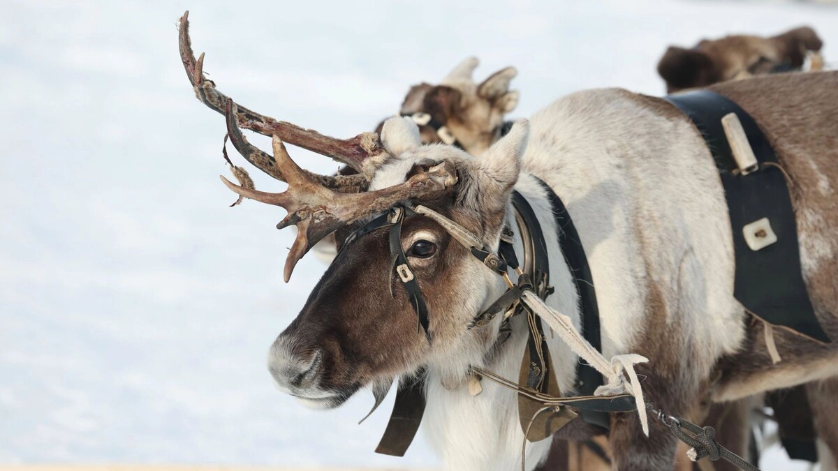    Фото: Андрей Ткачев / «Ямал-Медиа»