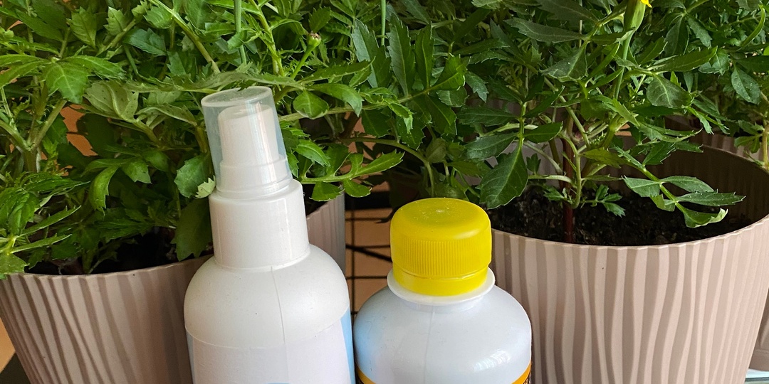 БЕЗТЛИН: когда забота о растениях превращается в ритуал женской гармонии