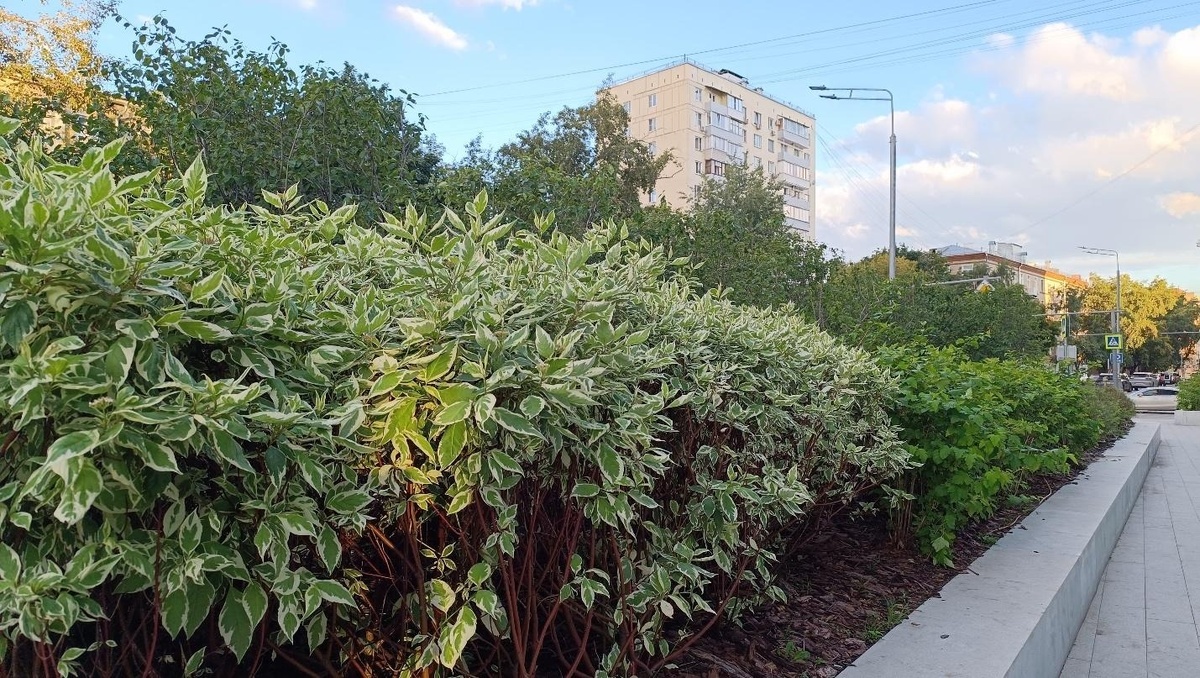 Придомовая территория ЖК Symphony 34. Лето 2025 года. Фото: Наталья Савина
