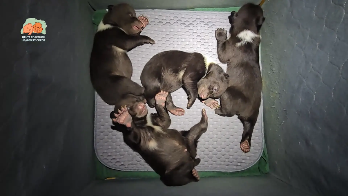 Скриншот видео