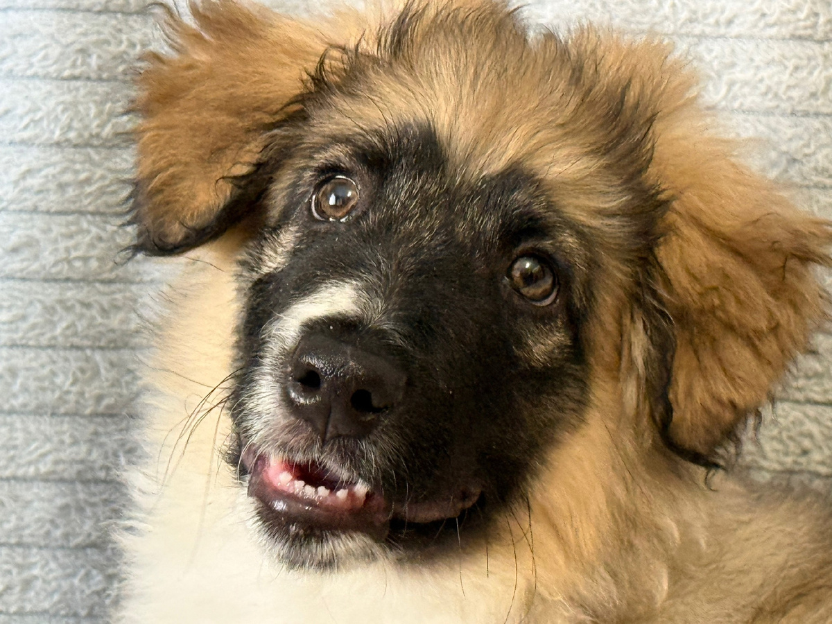 Насчет прав бездомных собак Григорий пока не уверен. Фото из архива автора