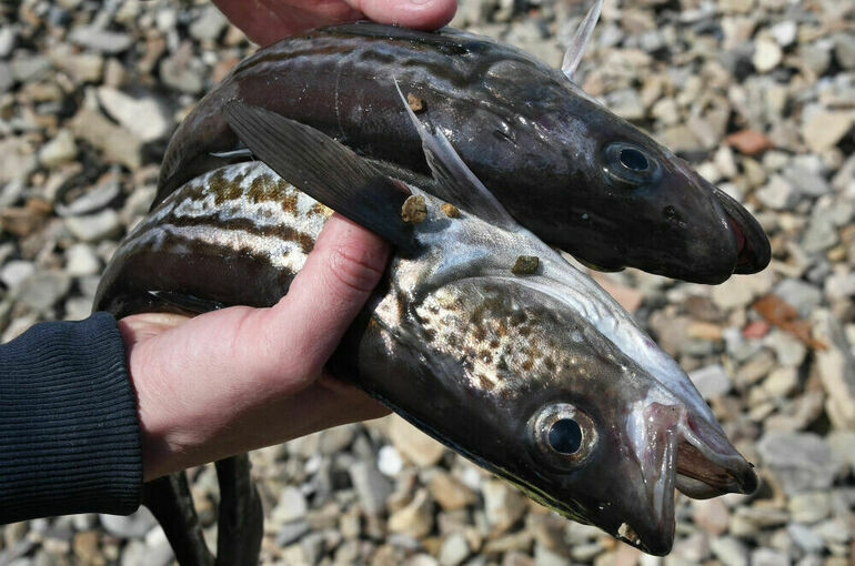   Виталий Аньков/РИА Новости