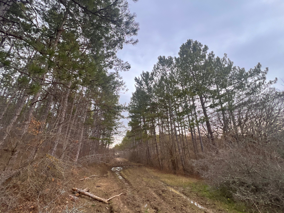 Лесная дорога к источнику Карасу-Баши