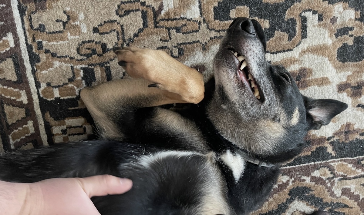 Знаете, я, это... Лучше просто пузико своё подставлю, чтобы мне его почесали 😅!