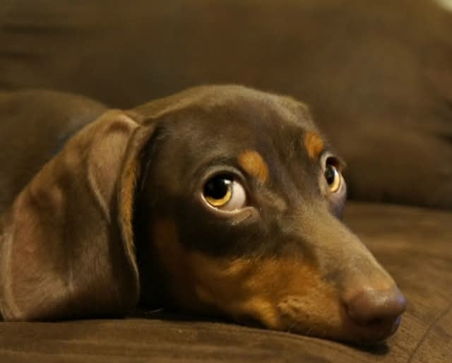 Потрясающий ветеринар.                      Будем надеяться ,                                          что такие есть на белом свете.