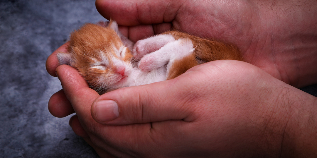 Что делать, если вы нашли котёнка: инструкция от эксперта