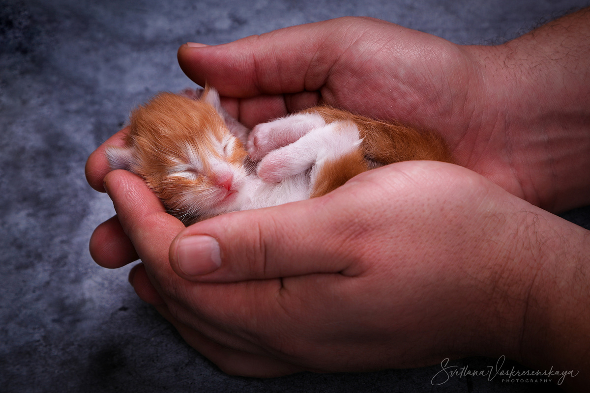 Питомник мейн-кунов Delius Line, фотограф Светлана Воскресенская