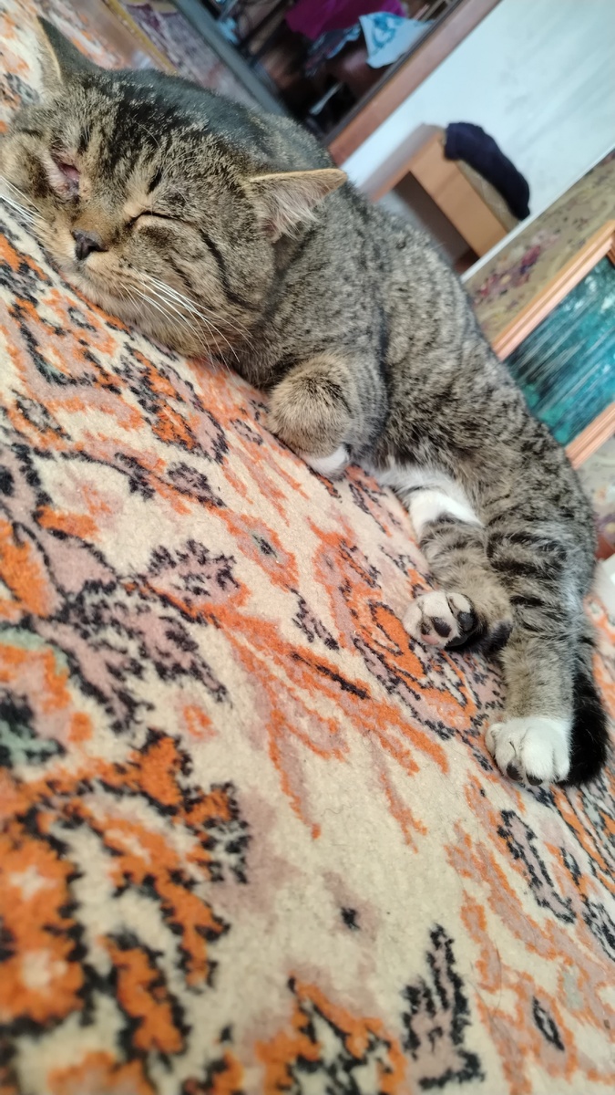 Фото Босса который набегался  до обеда  по улицам теперь дома. Глаз заживает. 