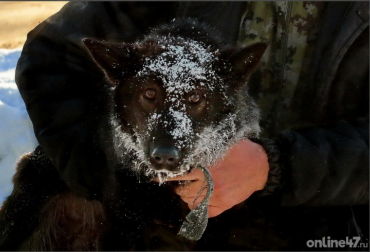 фото: Валентин Илюшин/Online47