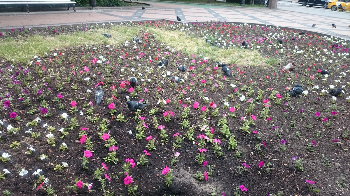 Рядом с клиникой есть скамейки и клумбы с цветами. Я садилась, дышала ароматом цветов. И... боялась...