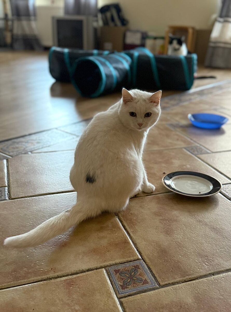 Белоснежка