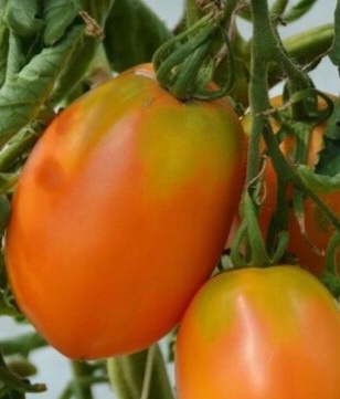 Золотой Кениксберг 