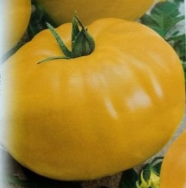 Жёлтые томаты, которые не растрескиваются - самые урожайные и сладкие сорта 🌞🍅