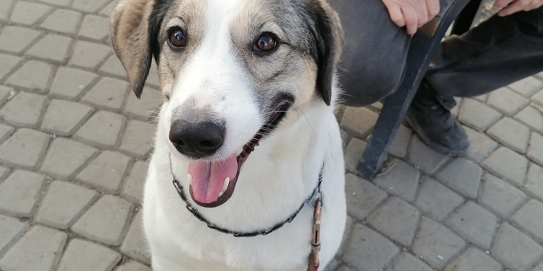 Слева, справа - как правильно и как логично вести собаку рядом? Мысли вслух