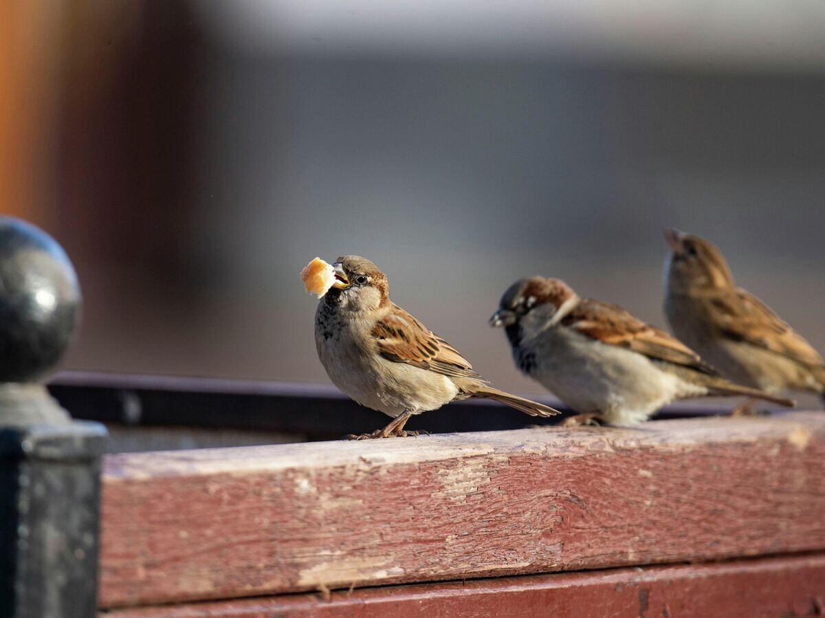    Воробьи | © РИА Новости / Дмитрий Макеев