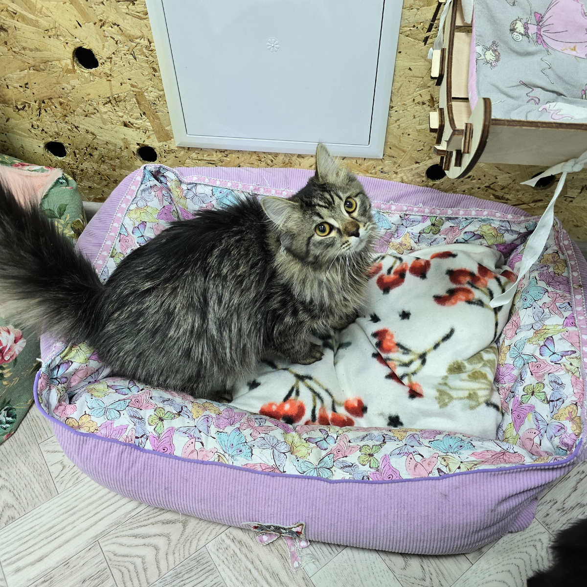 Моцарт нежится на цветочной лежанке счастливо