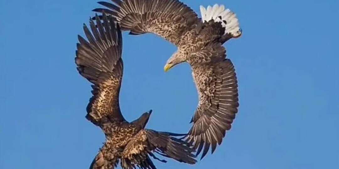 Орлиная верность. Рассказ