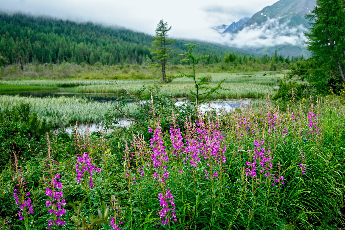 Иван-чай. Фото: Роман Тараненко