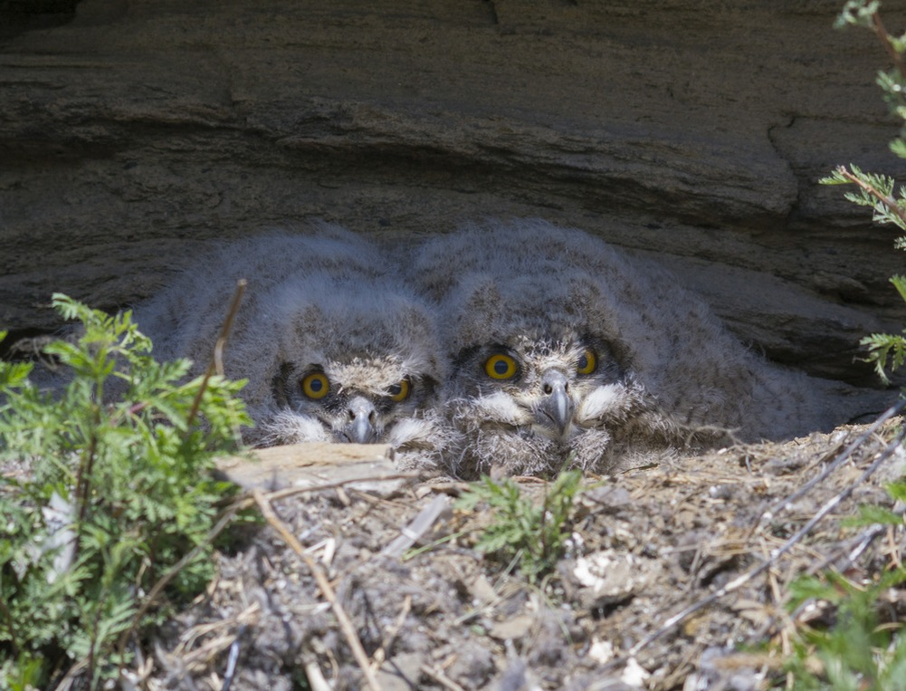 Филинята. Фото: Алексей Денисов