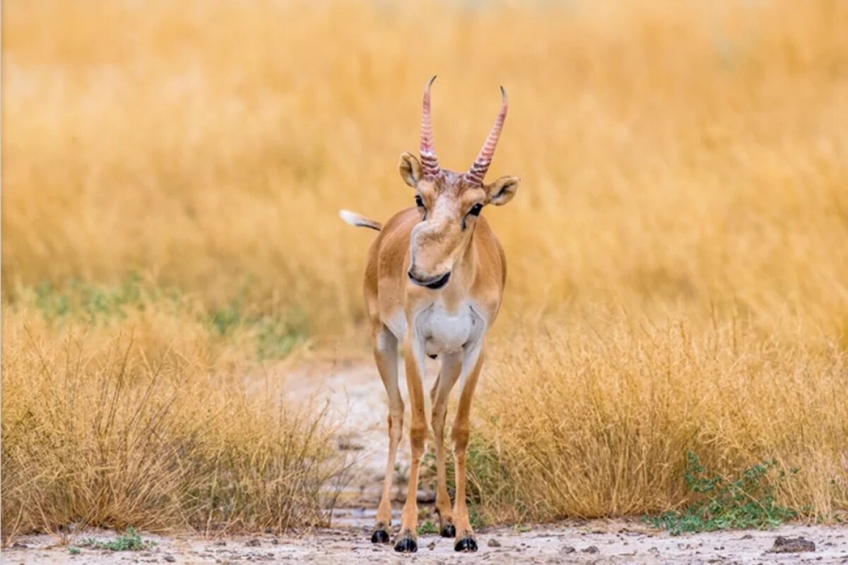    Астраханский коллекционер получил условный срок за торговлю рогами сайгака